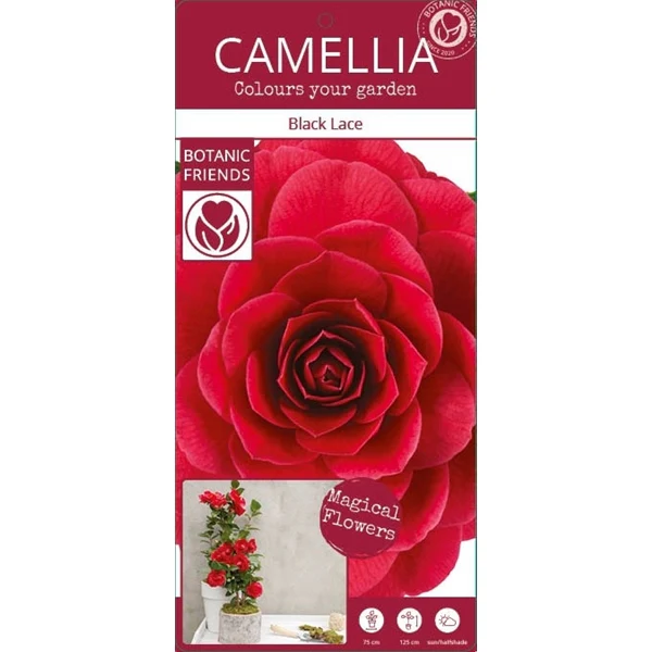 Camellia ret. Black Lace - Image 4