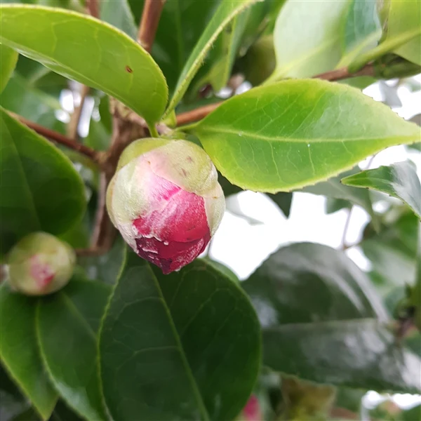 Camellia ret. Black Lace - Image 5