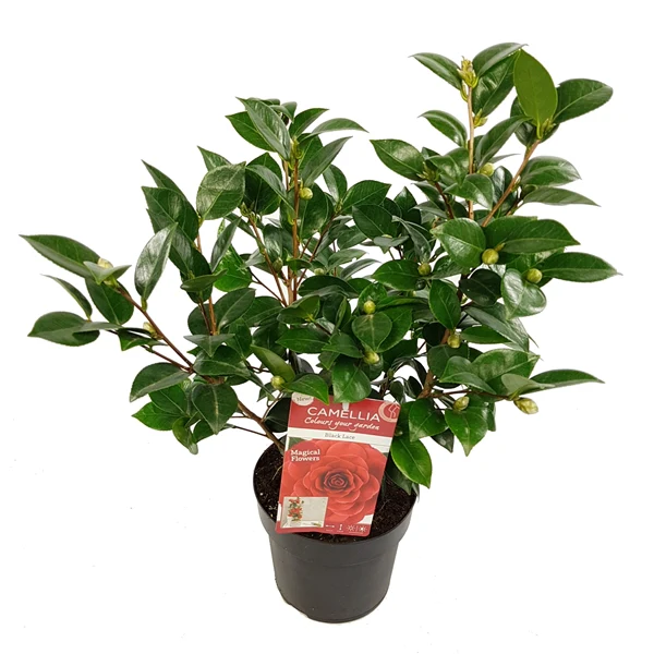 Camellia ret. Black Lace - Image 2