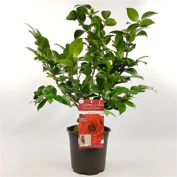 Camellia ret. Black Lace - Image 3