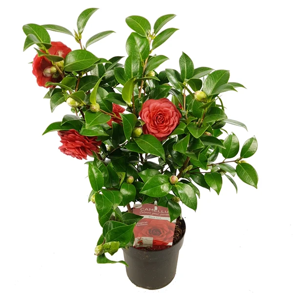 Camellia ret. Black Lace - Image 4