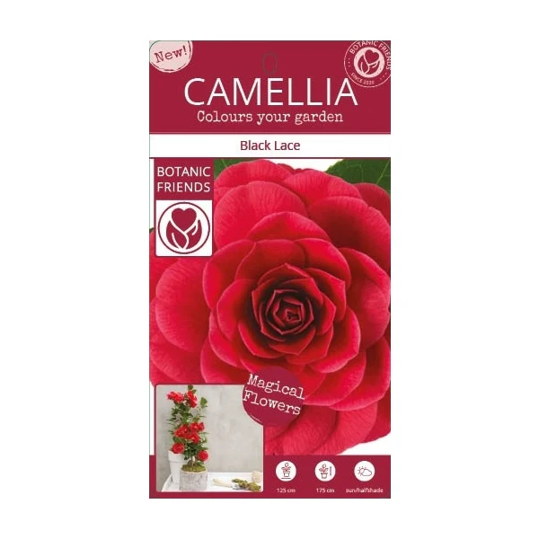 Camellia ret. Black Lace - Image 5