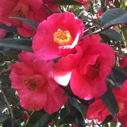 Camellia ret. Crimson Candles