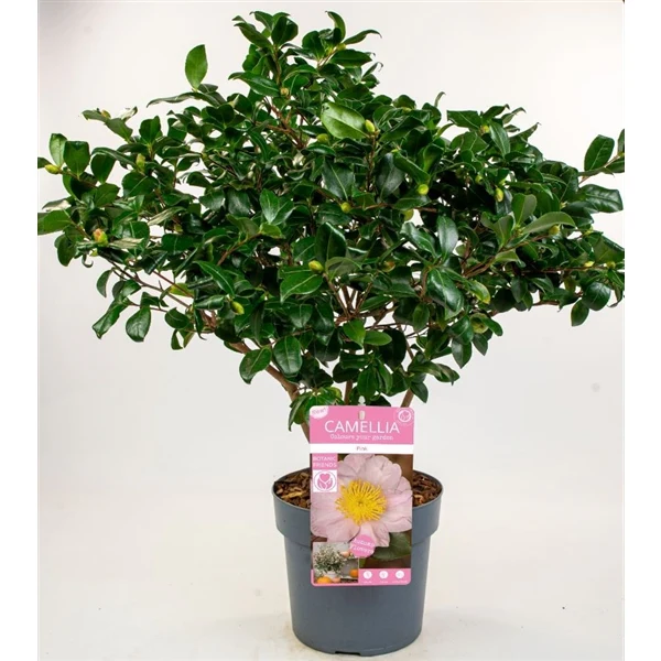 Camellia sas. Pink - Image 4