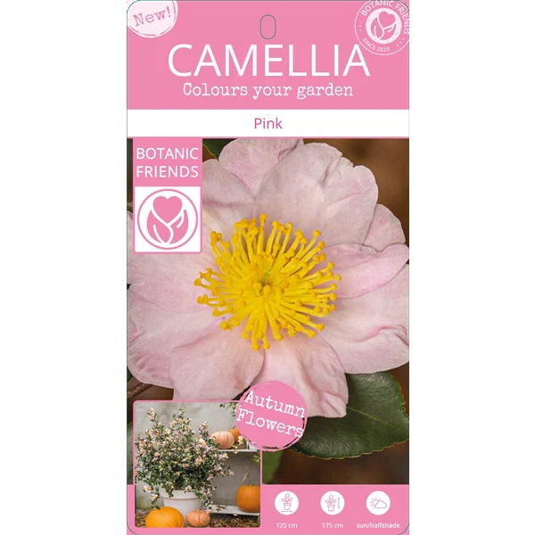 Camellia sas. Pink - Image 6