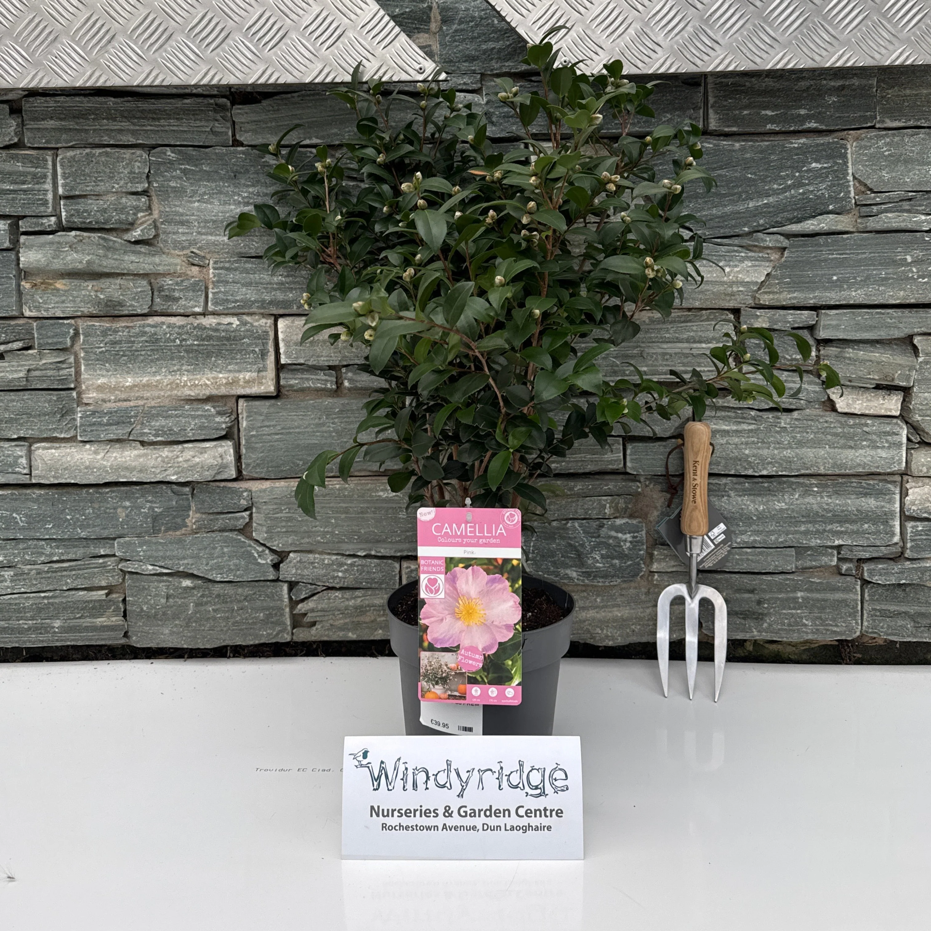 Camellia sas. Pink - Image 7