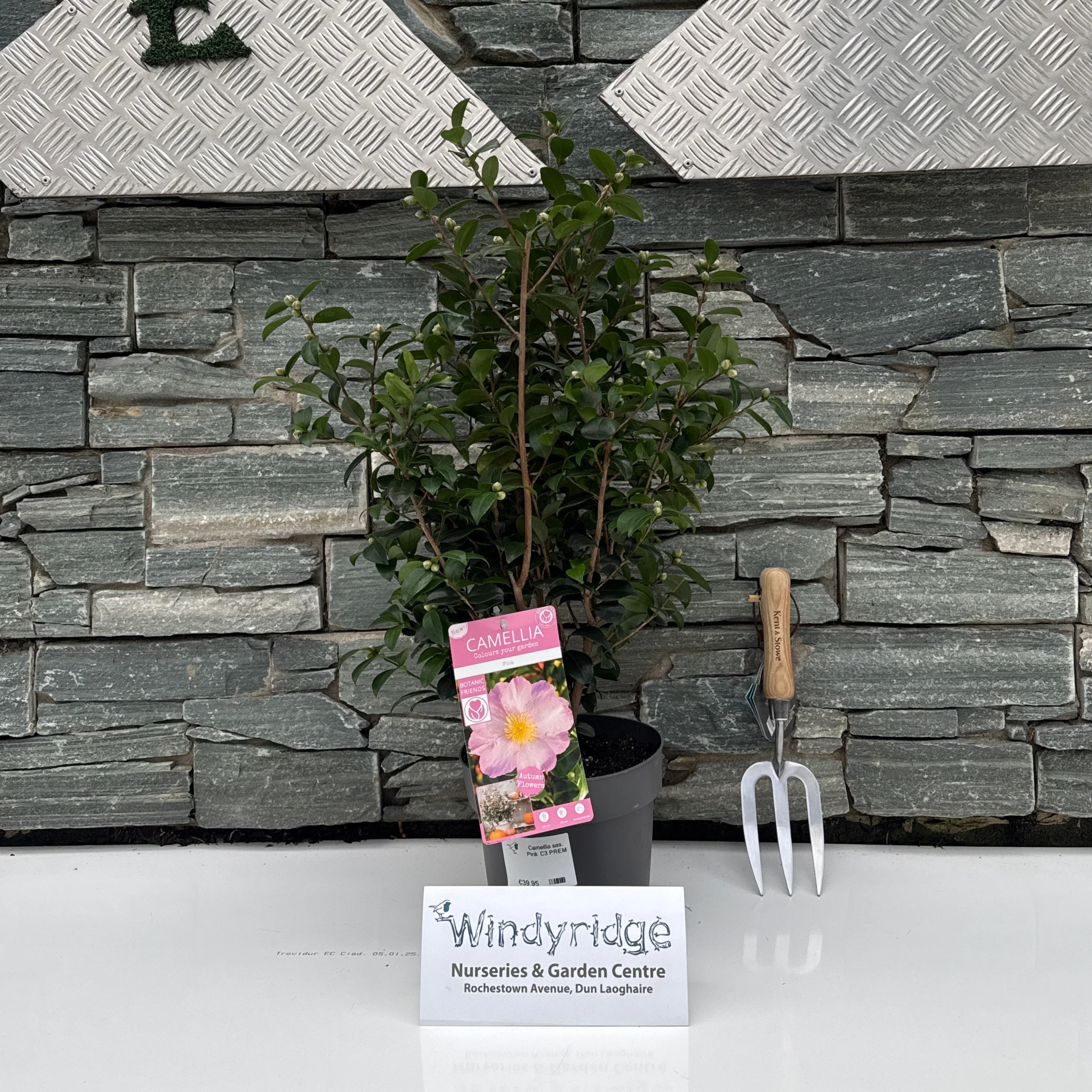 Camellia sas. Pink - Image 8