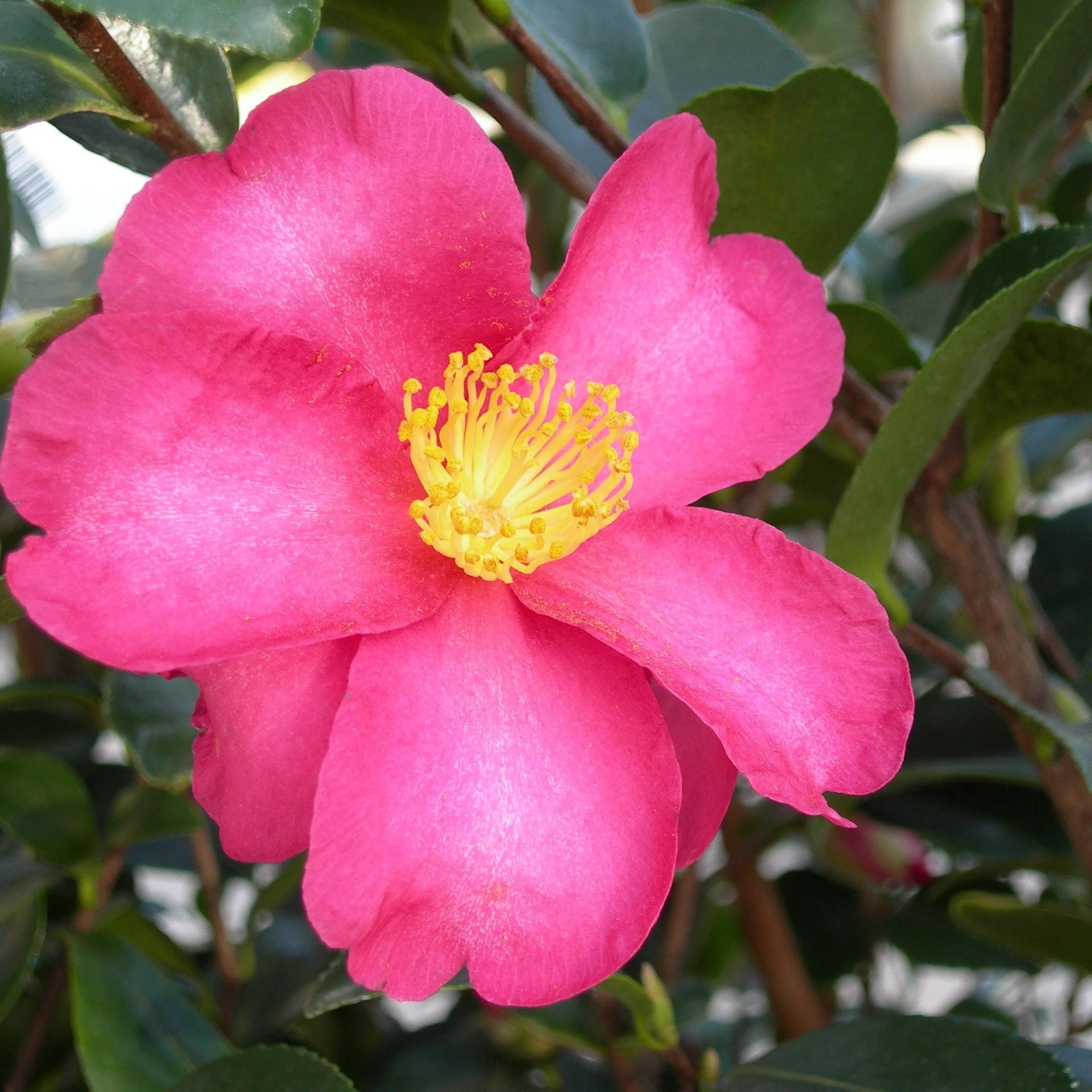 Camellia sas. Red - Image 2