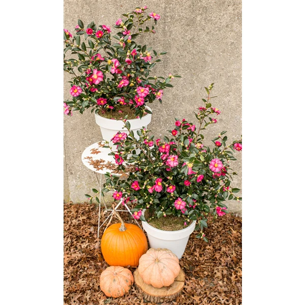 Camellia sas. Red - Image 4