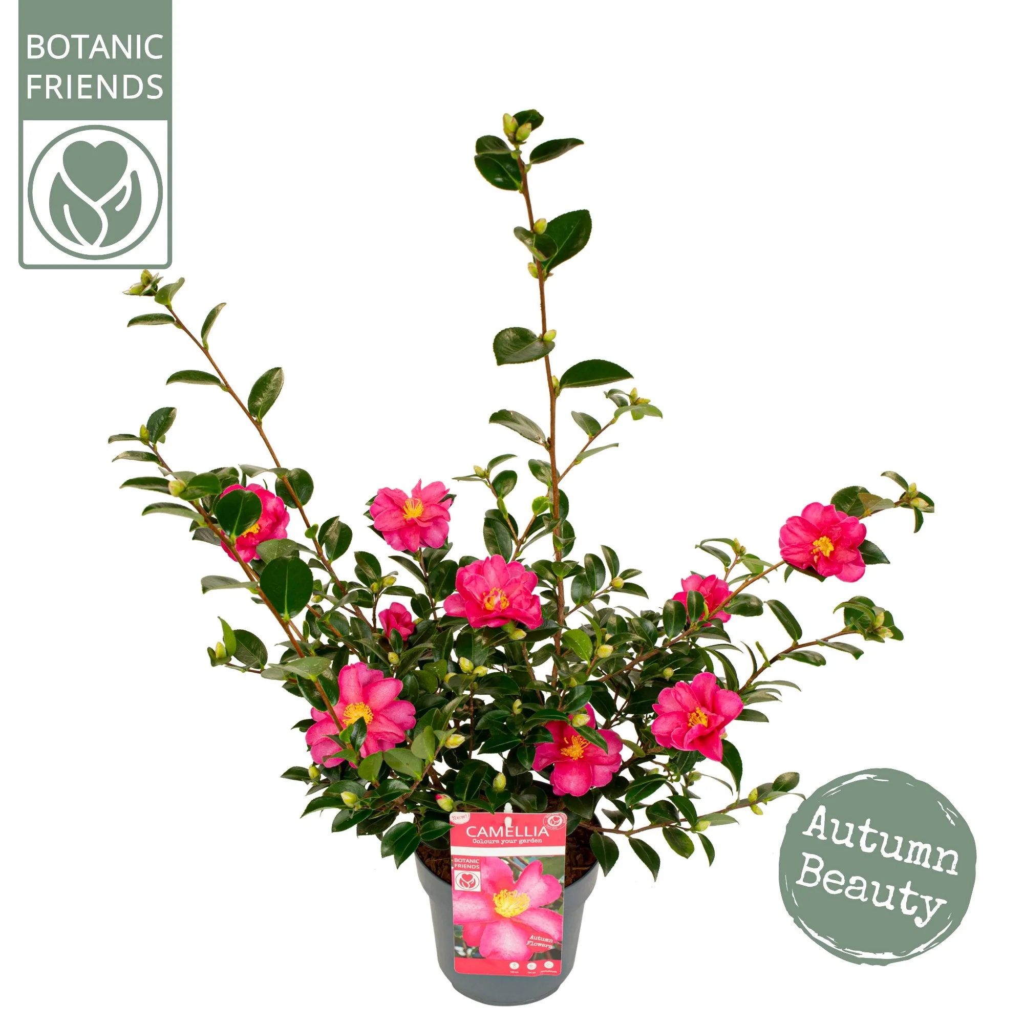 Camellia sas. Red - Image 5
