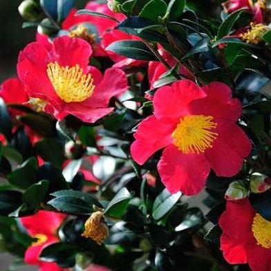 Camellia sas. Yuletide - Image 2