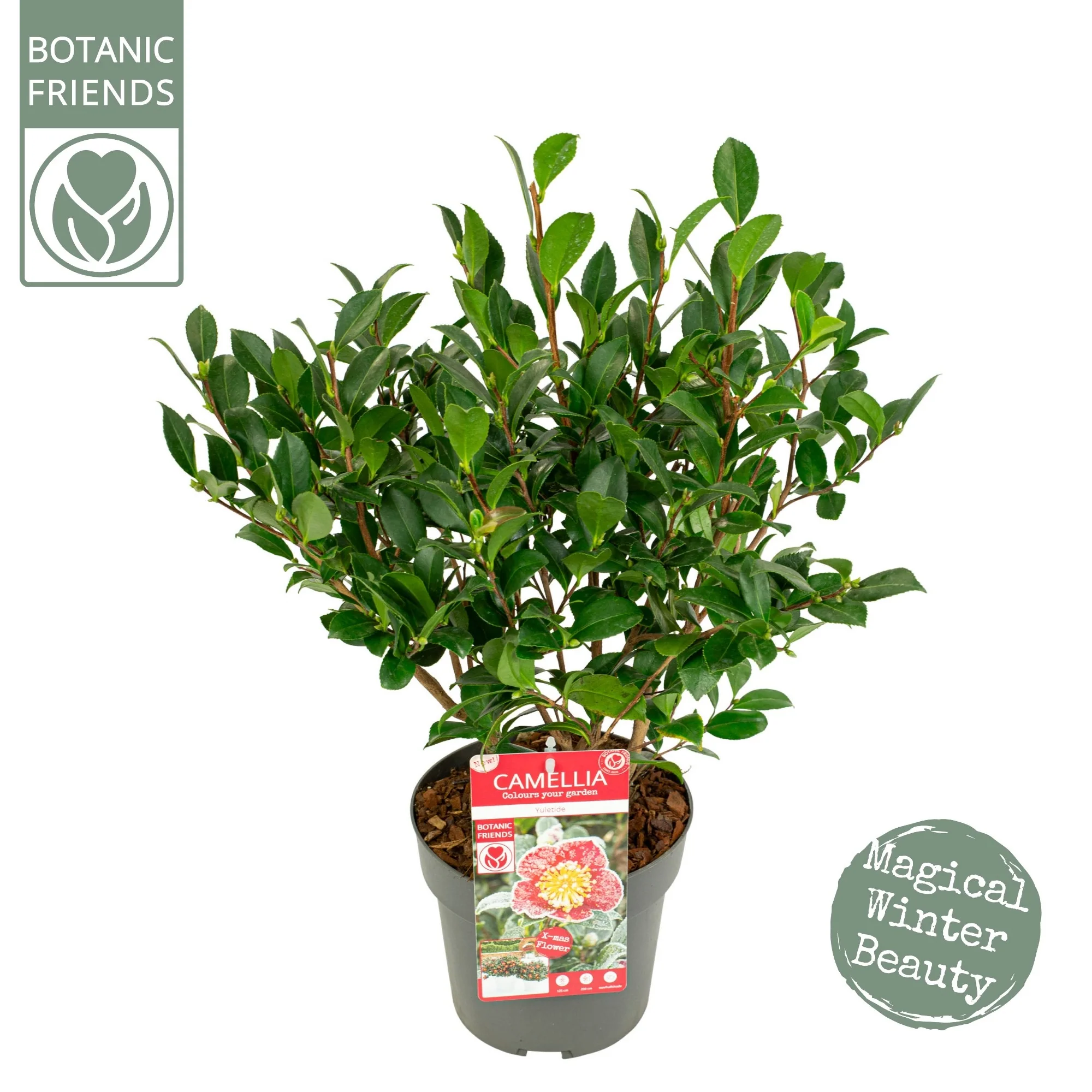 Camellia sas. Yuletide - Image 3