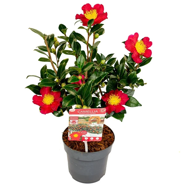 Camellia sas. Yuletide - Image 2
