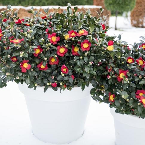 Camellia sas. Yuletide - Image 3
