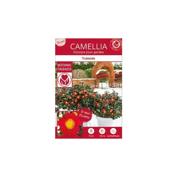 Camellia sas. Yuletide - Image 4