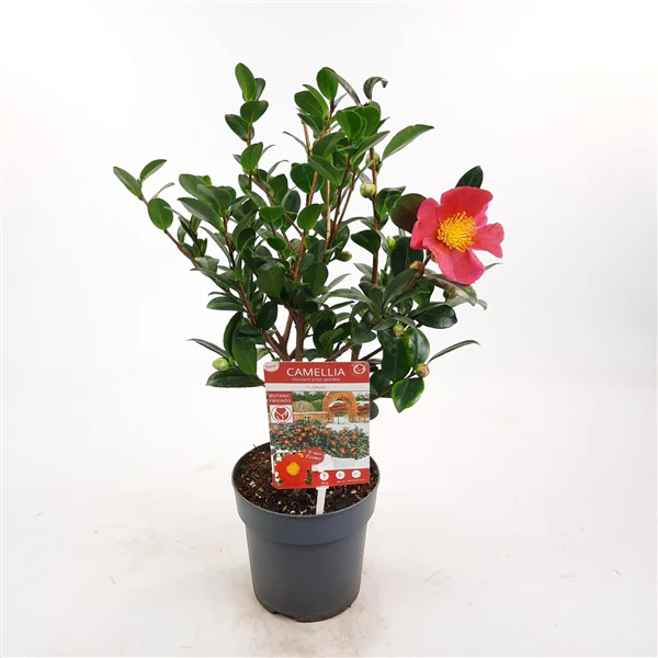 Camellia sas. Yuletide - Image 5