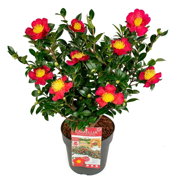 Camellia sas. Yuletide - Image 6