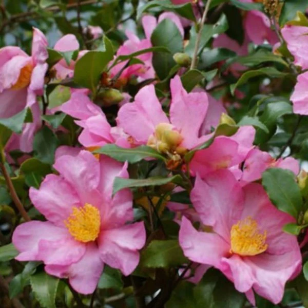 CAMELLIA SASANQUA