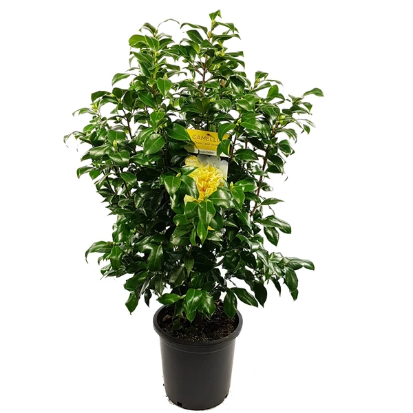 Camellia wil. Jurys Yellow - Image 2