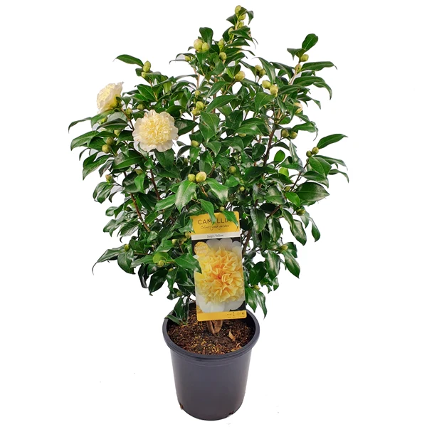 Camellia wil. Jurys Yellow - Image 3