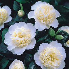 Camellia wil. Jurys Yellow - Image 2