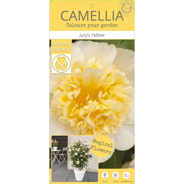 Camellia wil. Jurys Yellow - Image 4