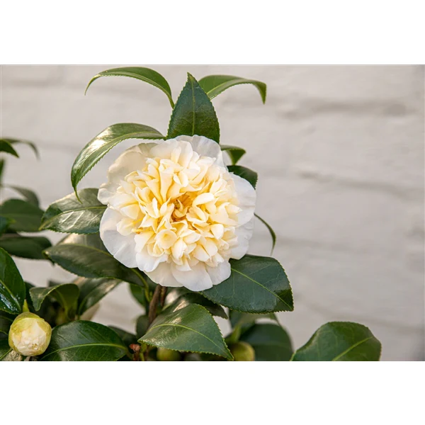 Camellia wil. Jurys Yellow - Image 5