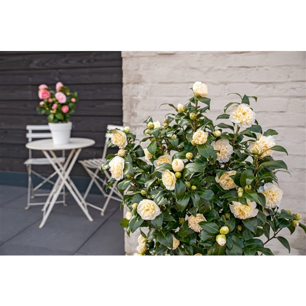 Camellia wil. Jurys Yellow - Image 6