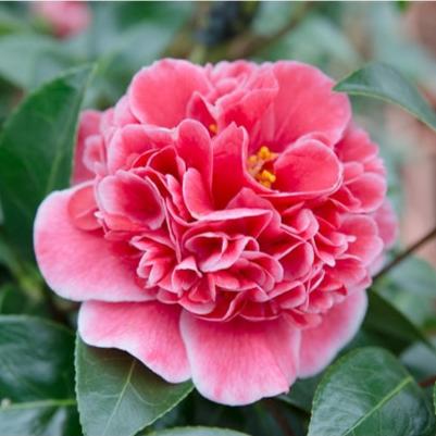 Camellia wil. Volunteer - Image 2