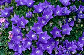 CAMPANULA