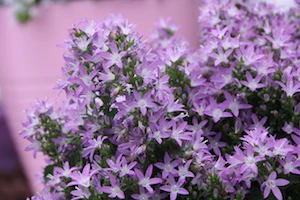 Campanula Adansa Purple