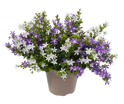 Campanula Adansa twins