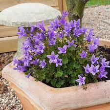 Campanula addenda Ambella Purple