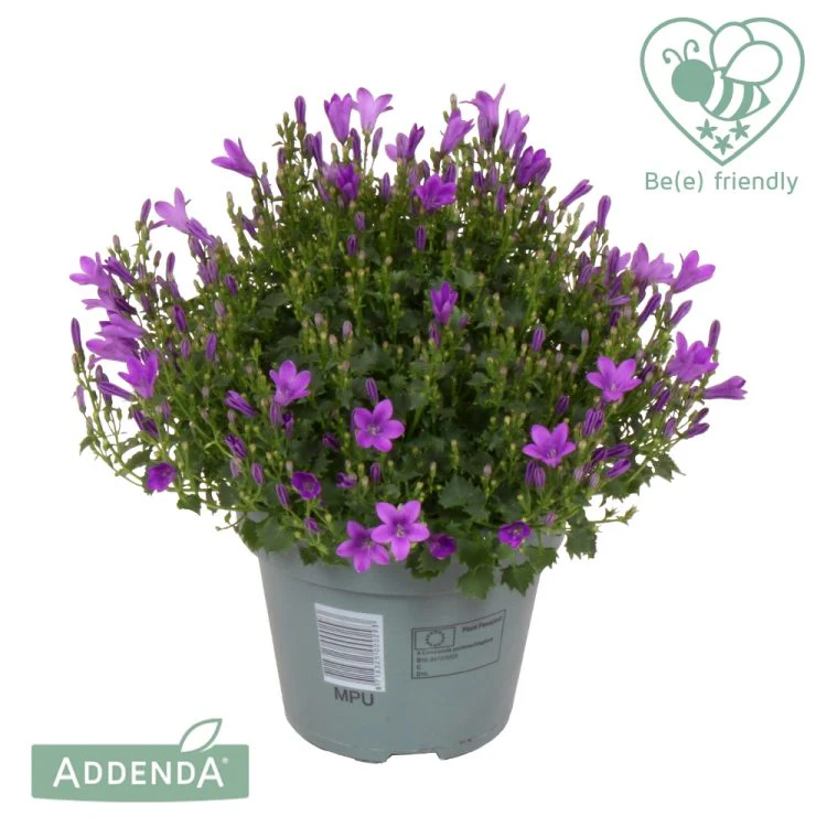 Campanula addenda Ambella Purple - Image 2