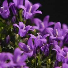 Campanula 'Ambella® Intense Purple' P12 - Image 2