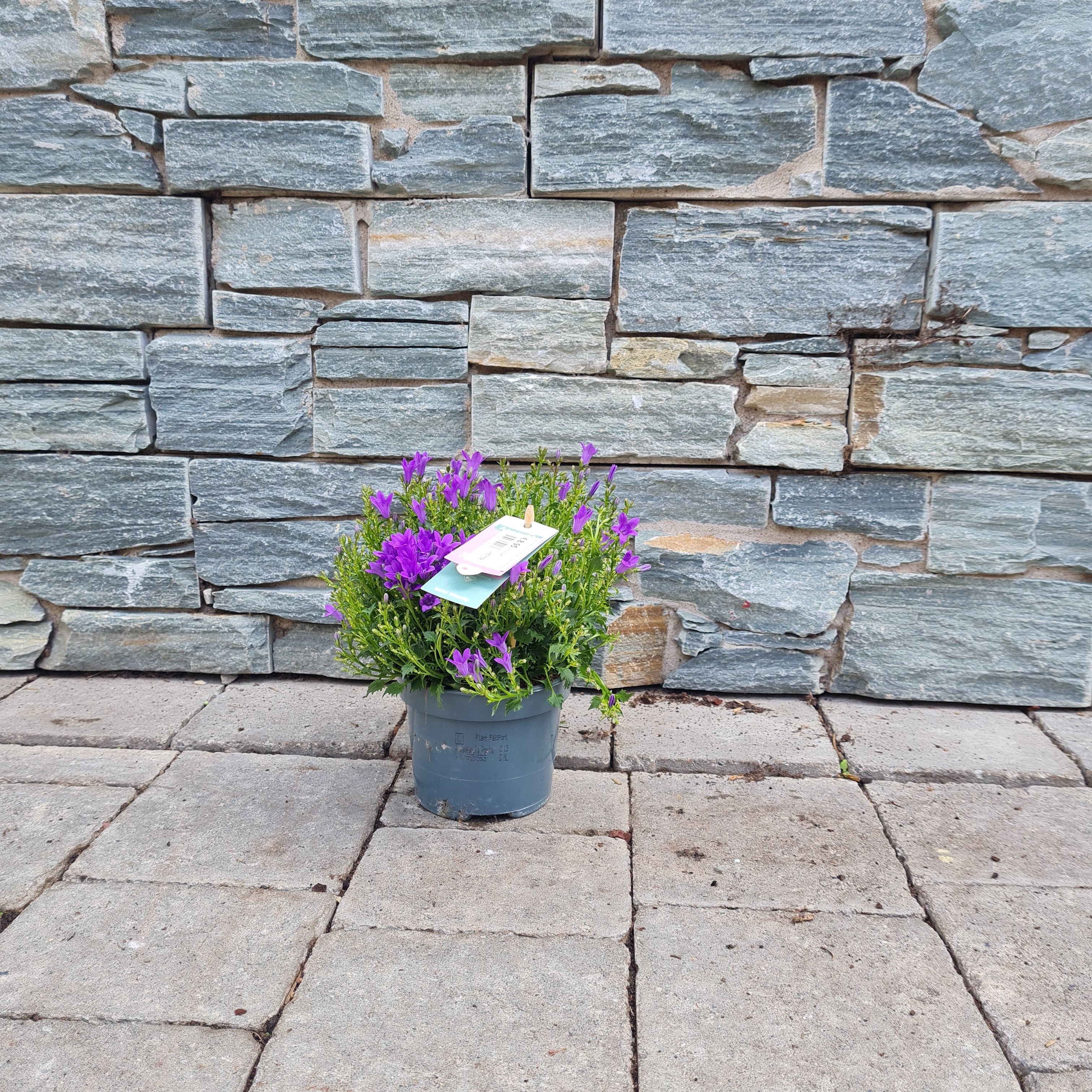 Campanula 'Ambella® Intense Purple' P12 - Image 3