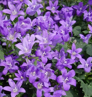 Campanula Ambella Lavender
