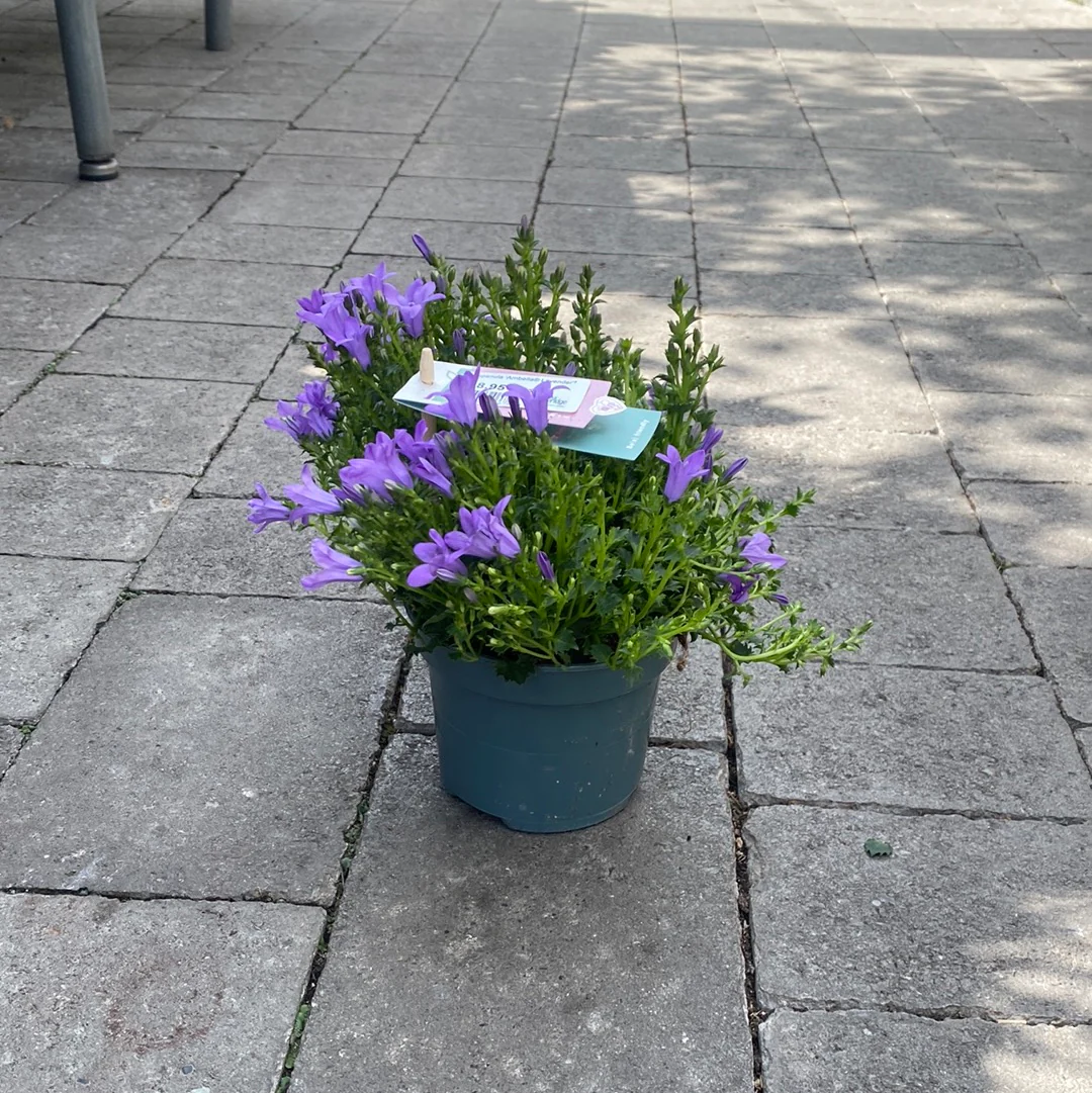 Campanula Ambella Lavender - Image 2