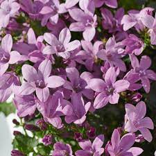 Campanula Ambella Pink  P12