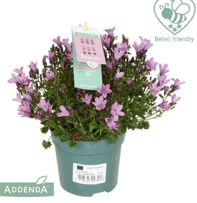 Campanula Ambella Pink  P12 - Image 2