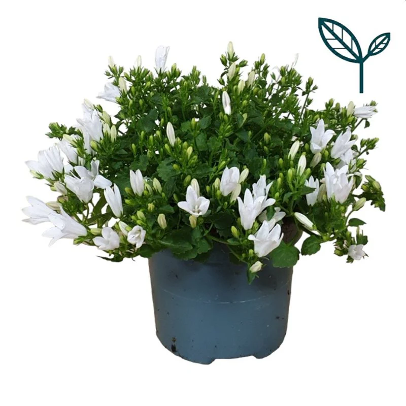 Campanula Ambella White - Image 3