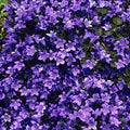CAMPANULA CATHARINA - Image 2
