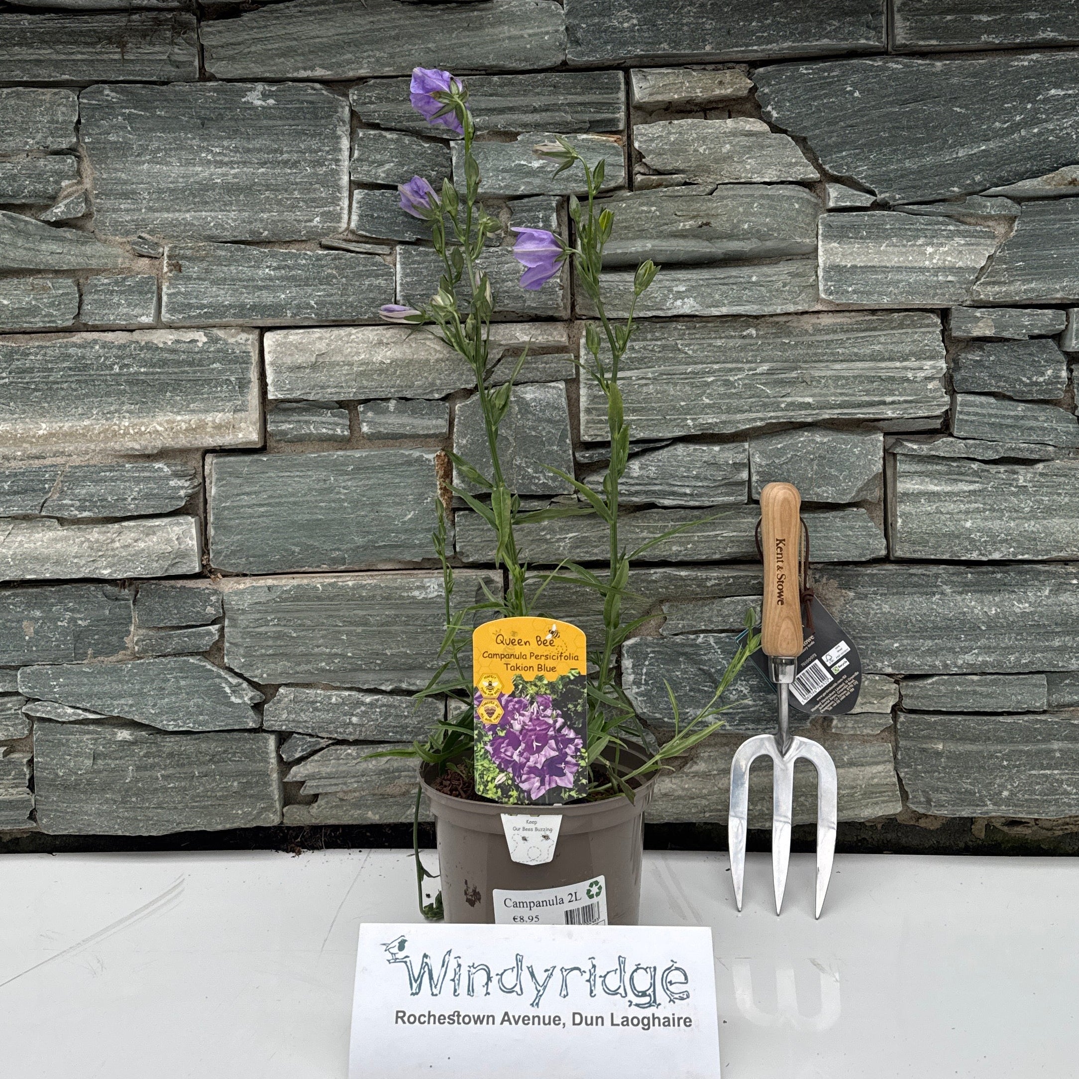 Campanula mix