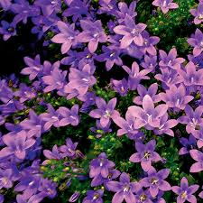 Campanula muralis 'Catharina' - Image 2