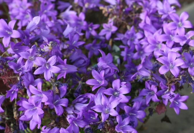 Campanula muralis 'Catharina' - Image 3