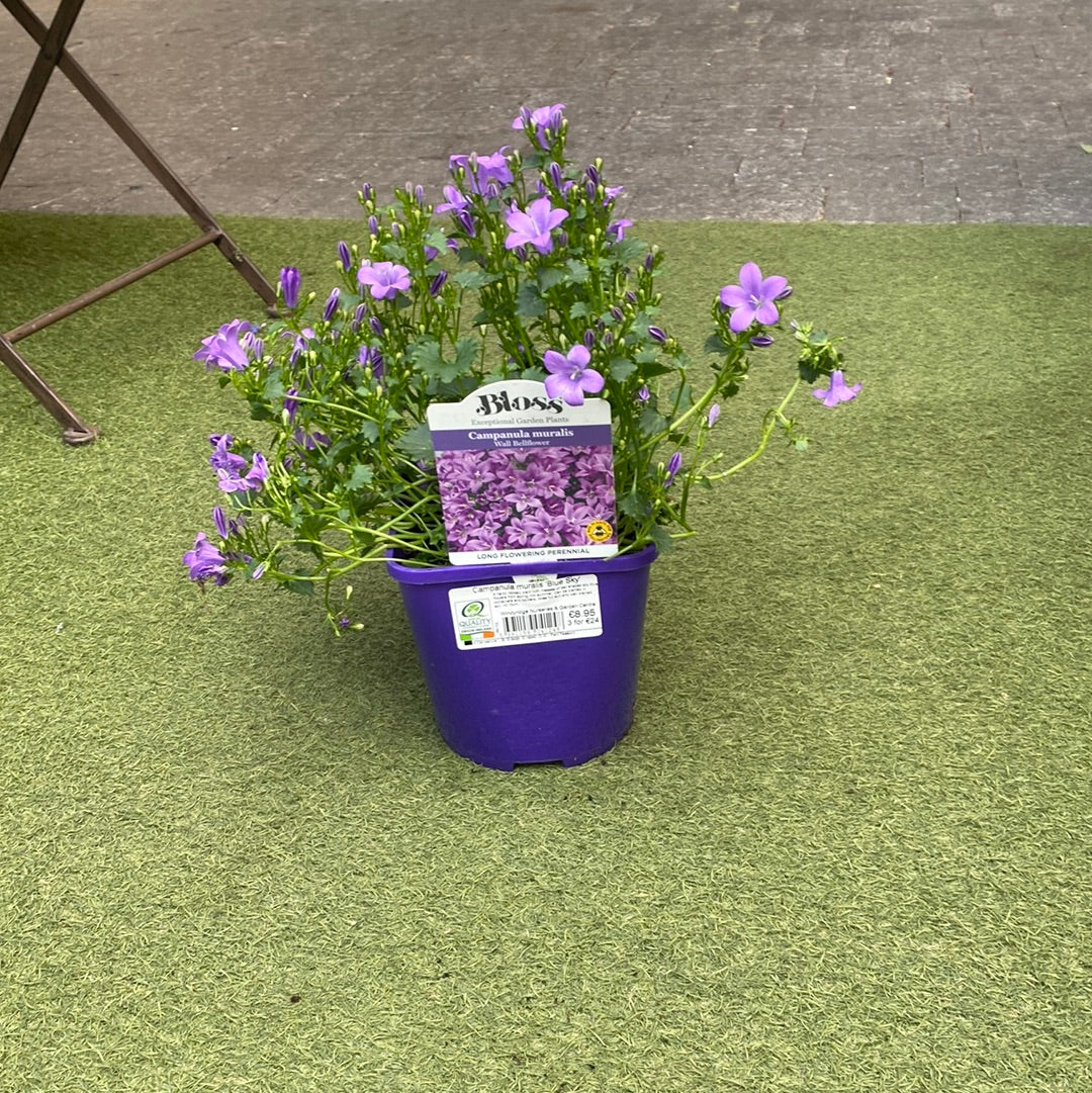 Campanula muralis 'Catharina' - Image 4