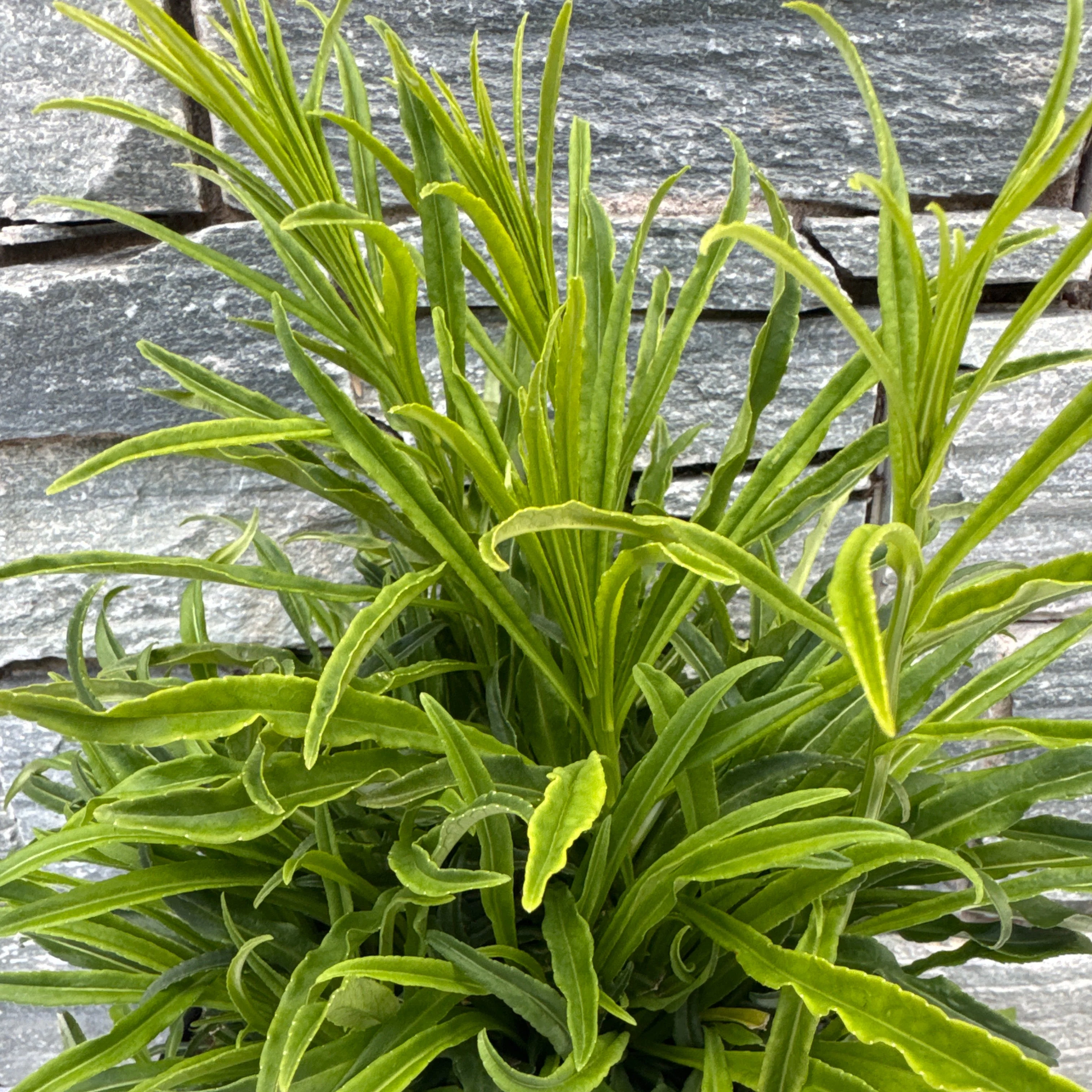 CAMPANULA pers. Alba 3L - Image 3