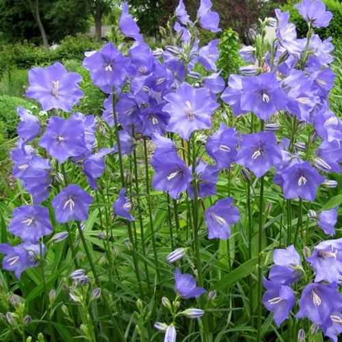 Campanula pers. coerulea - Image 2