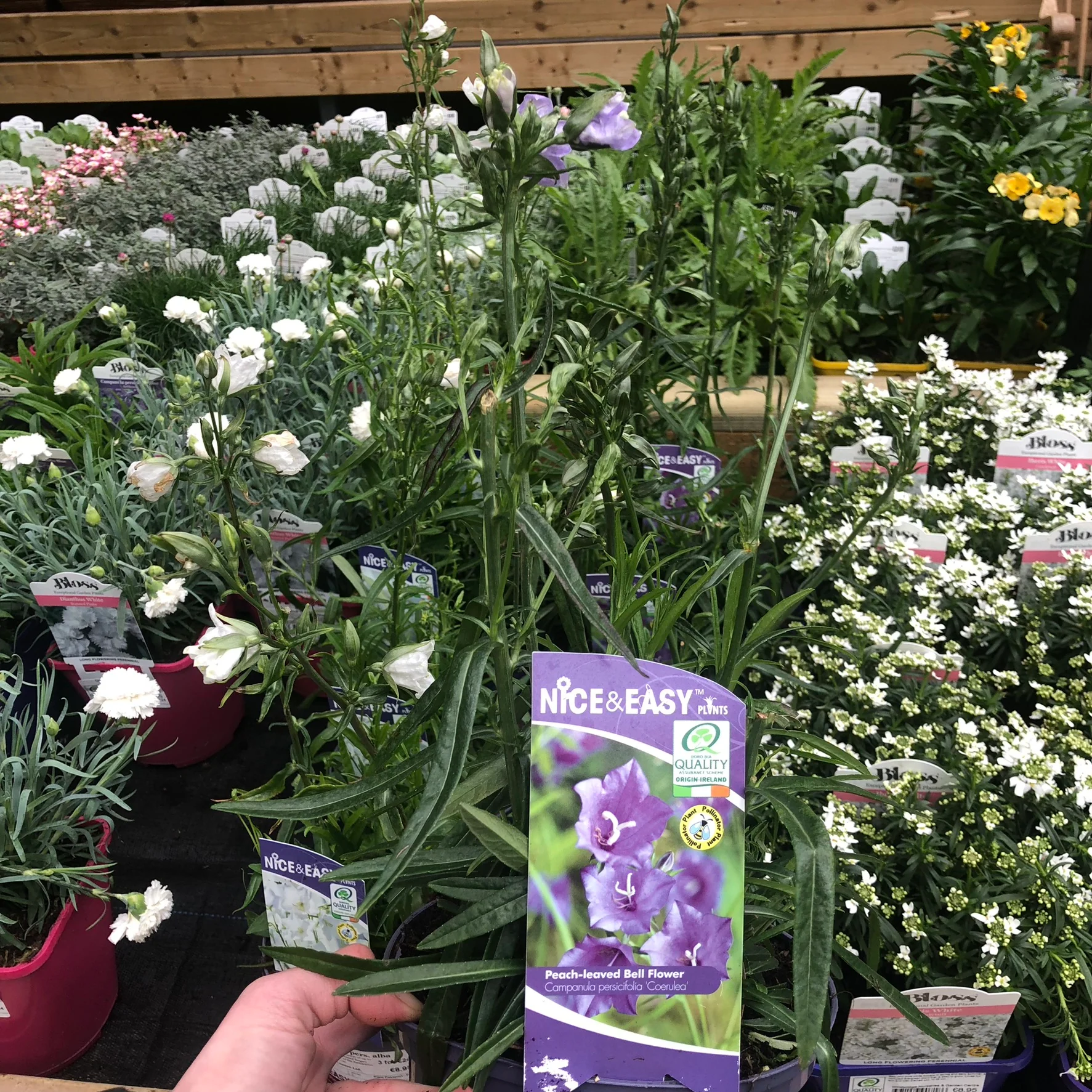 Campanula pers. coerulea - Image 3