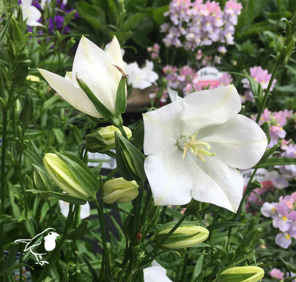 Campanula persicifolia alba